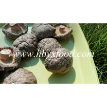 Classer un champignon Shiitake lisse végétal séché naturel